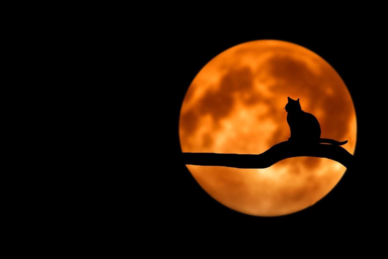 Cat sitting in front of moon Halloween Lost Pet Research and Recovery