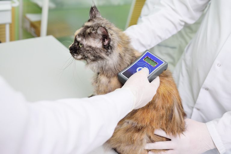 Veterinarian Scanning Cat For Microchip Lost Pet Research and Recovery