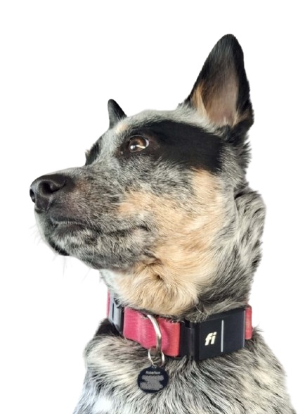 Australian cattle dog wearing Fi 3 GPS tracker
